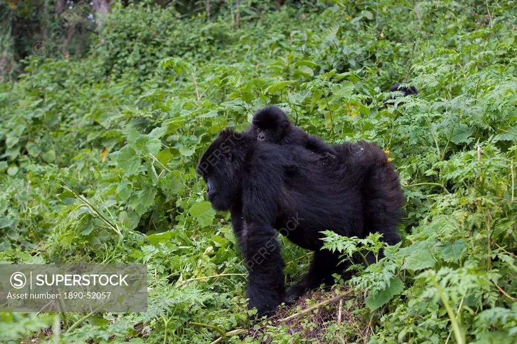 Mountain gorilla Gorilla gorilla beringei carrying her baby on her back, Rwanda Congo border, Africa