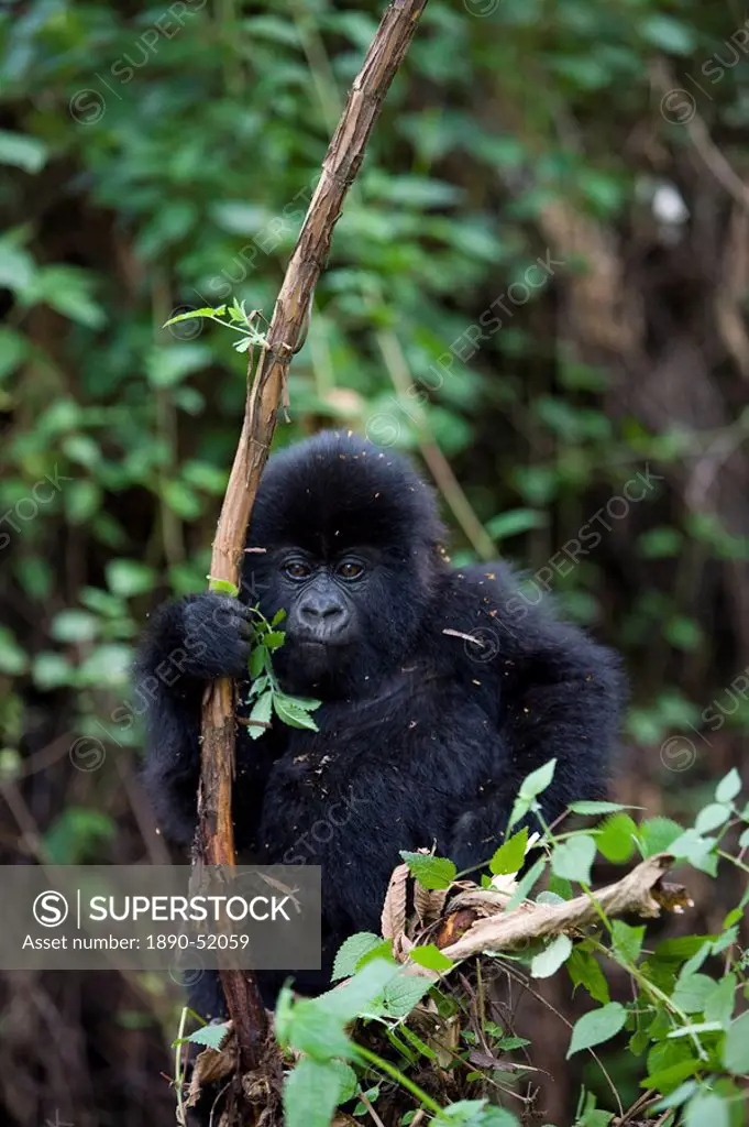 Young mountain gorilla Gorilla gorilla beringei, Rwanda Congo border, Africa