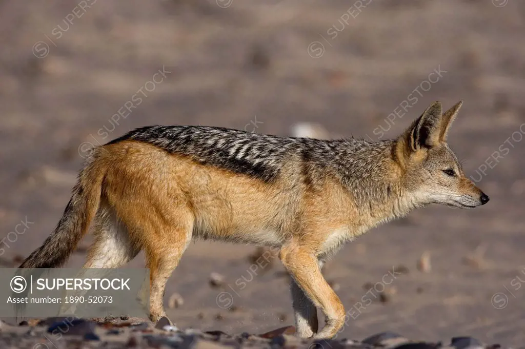 Black_backed jackal Canis mesomelas, Skeleton Coast, Namibia, Africa