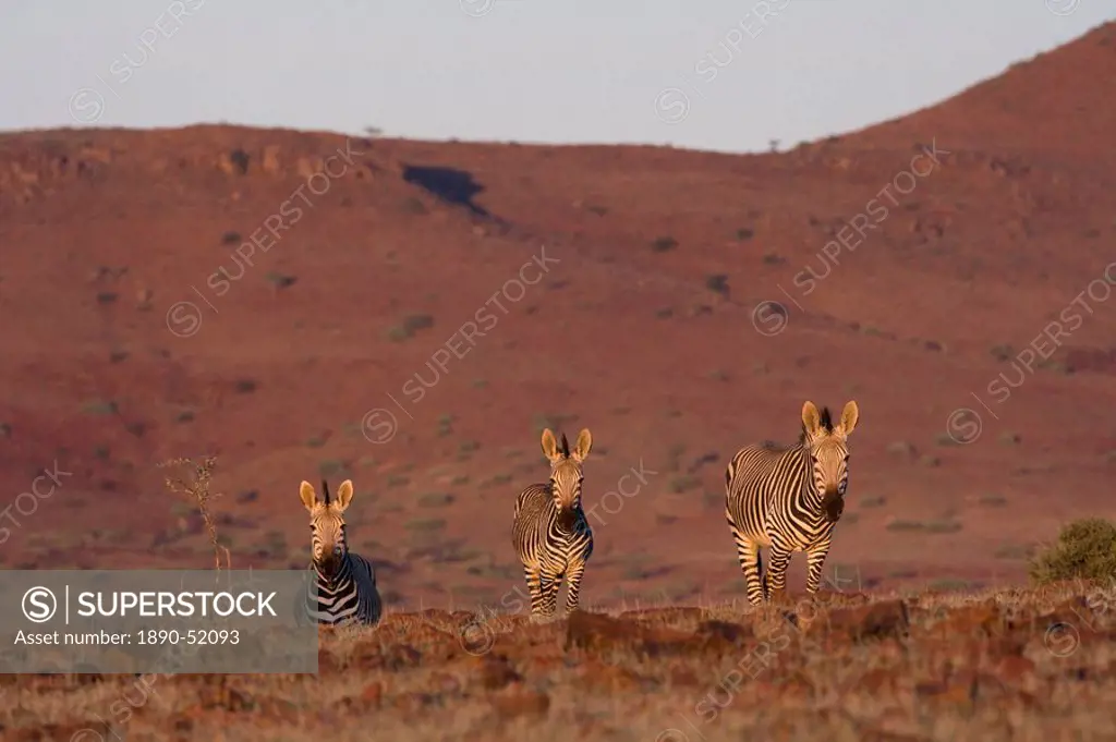 Hartmann´s mountain zebra Equus zebra hartmannae, Damaraland, Namibia, Africa
