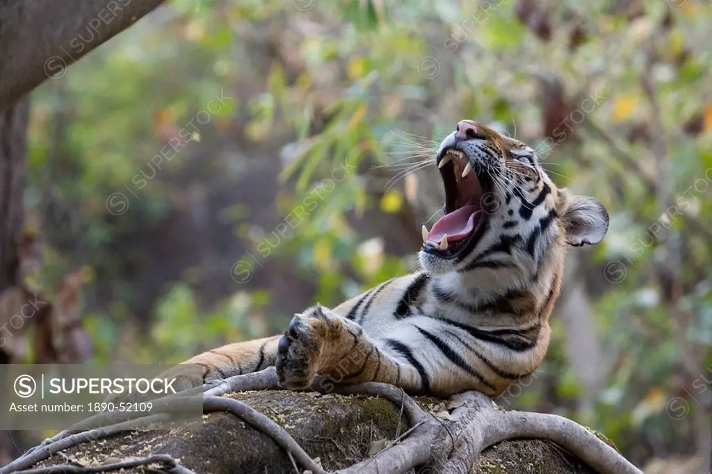 Indian Tiger Bengal tiger Panthera tigris tigris yawning, Bandhavgarh National Park, Madhya Pradesh state, India, Asia