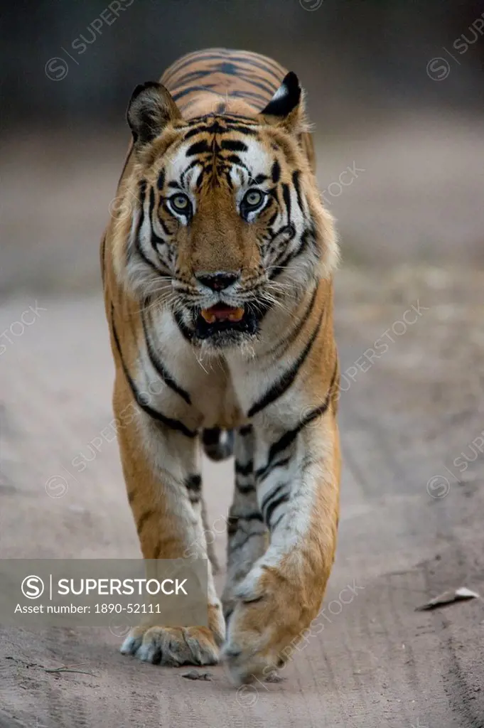 Dominant male Indian Tiger Bengal tiger Panthera tigris tigris, Bandhavgarh National Park, Madhya Pradesh state, India, Asia