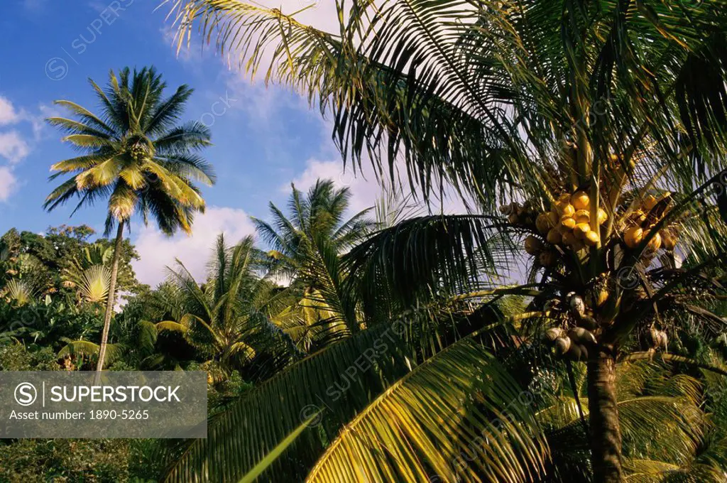 Coconut production, Martinique, West Indies, Caribbean, Central America