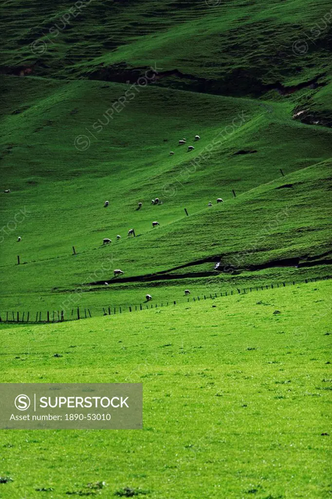 Sheep in pasture, Hawkes Bay region, North Island, New Zealand, Pacific