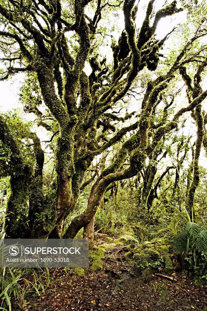 Native bush at Dawson Falls, where woodland is known as the Goblin forest due to trailing moss and gnarled trees, Egmont National Park, Taranaki, Nort...