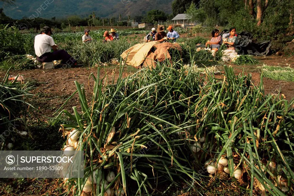 Bunching onions, Lago Atitlan, Guatemala, Central America