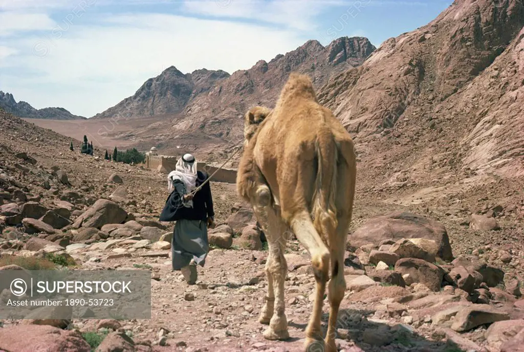 Man leading camel, near St. Catherine´s Monastery, Sinai, Egypt, North Africa, Africa