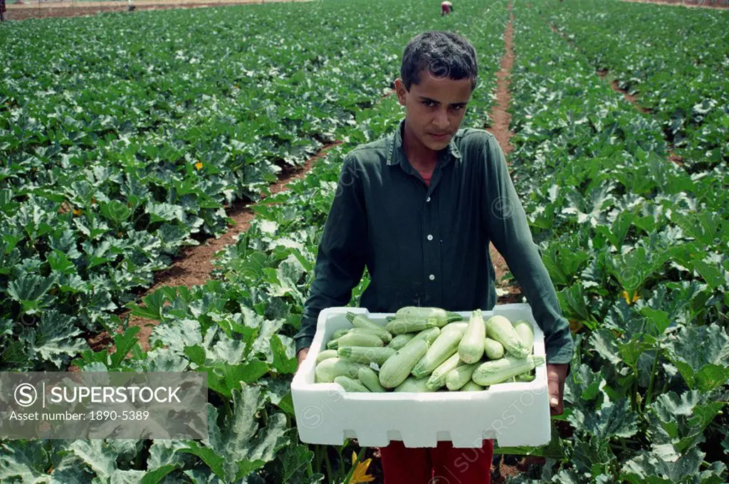 Young farm worker with box of Koosa squash, in a field near Madaba, Jordan, Middle East