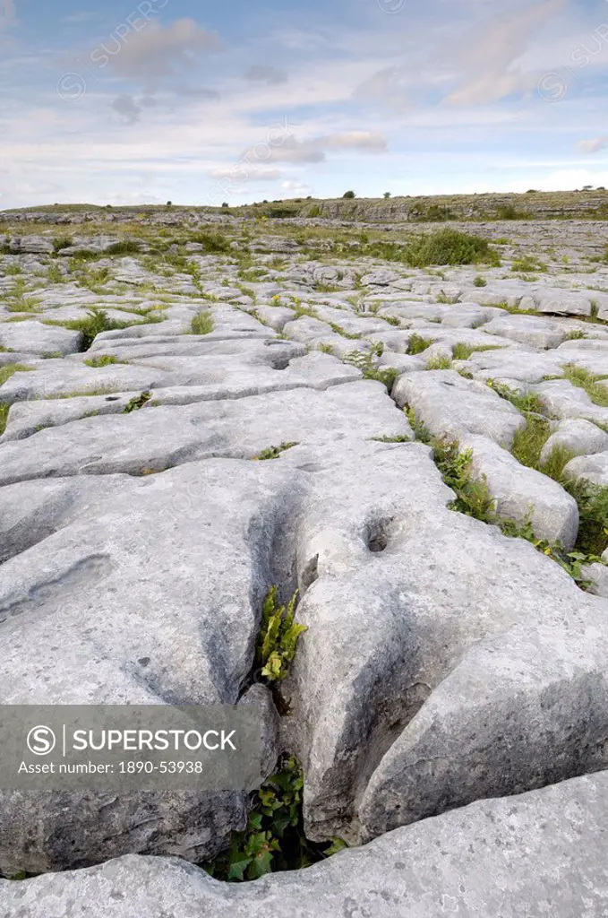 Limestone pavement, The Burren, County Clare, Munster, Republic of Ireland, Europe