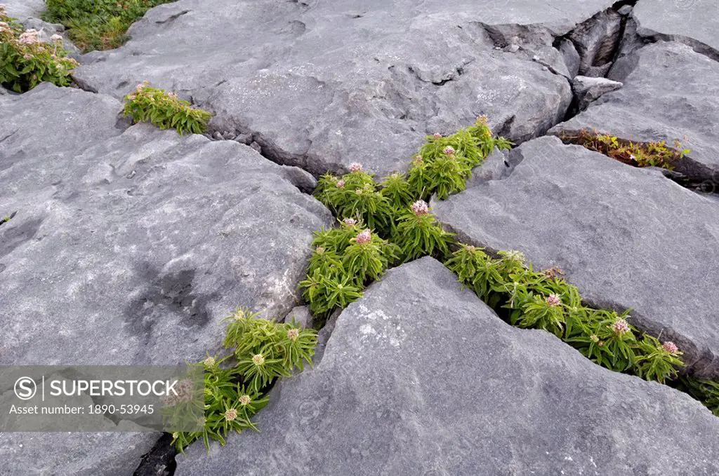 Plants growing amongst the limestone pavement, The Burren, County Clare, Munster, Republic of Ireland, Europe