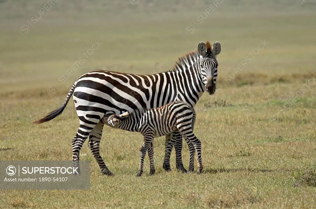 Grant´s zebra Plains Zebra Common Zebra Equus quagga boehmi nursing, Ngorongoro Crater, Tanzania, East Africa, Africa