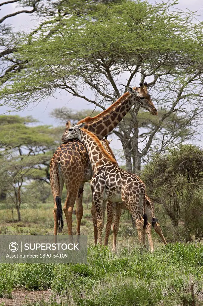 Masai Giraffe Giraffa camelopardalis tippelskirchi mother and young, Serengeti National Park, Tanzania, East Africa, Africa