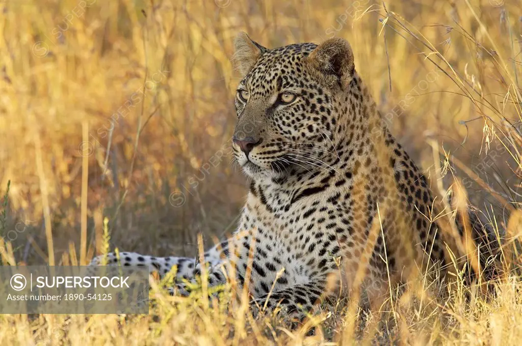Leopard Panthera pardus, Masai Mara National Reserve, Kenya, East Africa, Africa