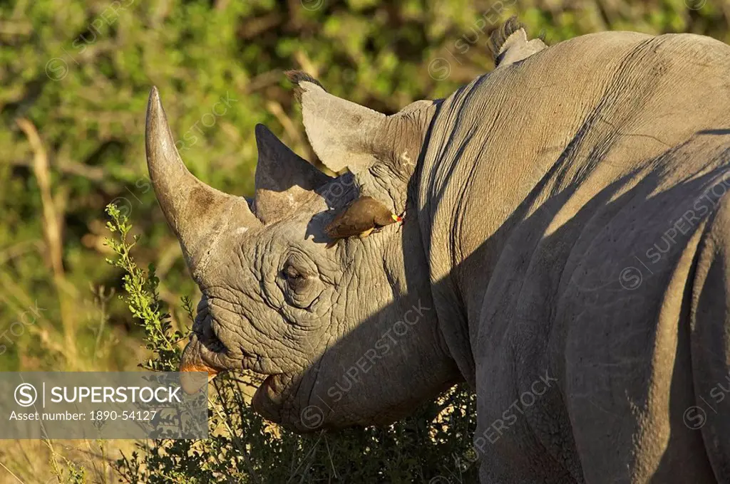 Black rhinoceros or hook_lipped rhinoceros Diceros bicornis feeding, with yellow_billed oxpecker Buphagus africanus, Masai Mara National Reserve, Keny...
