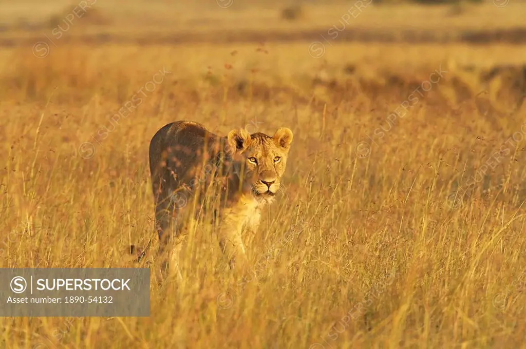 Lioness Panthera leo walking through tall grass, Masai Mara National Reserve, Kenya, East Africa, Africa