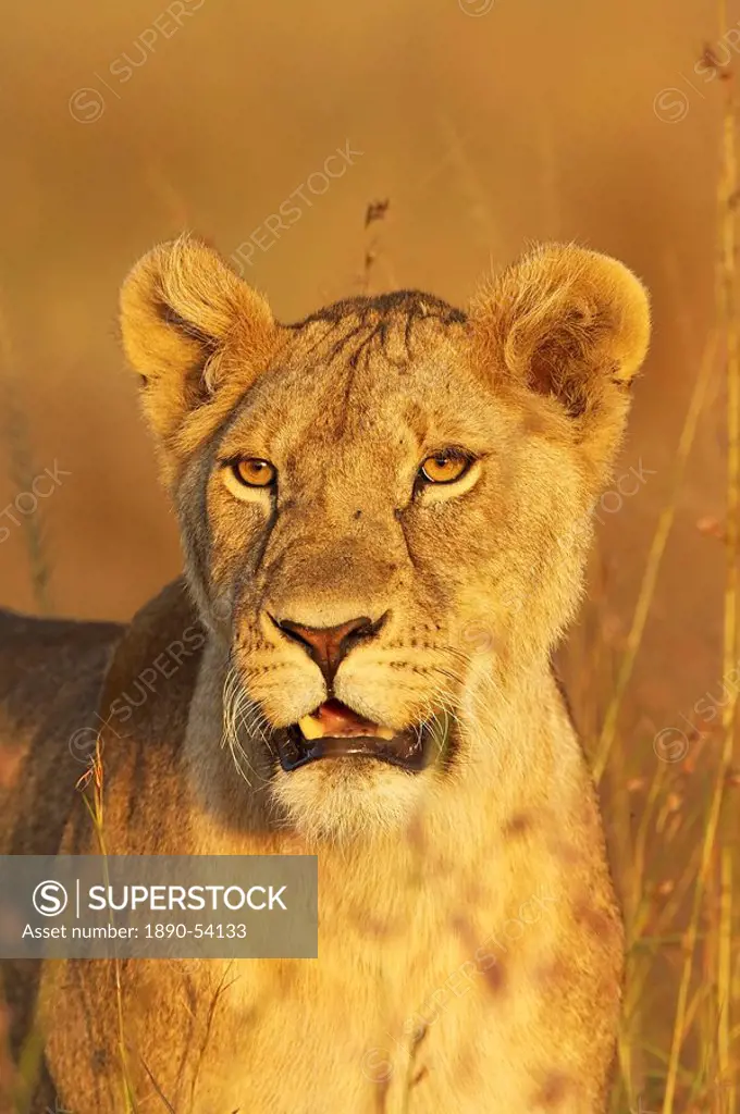 Lioness Panthera leo portrait in late_afternoon light, Masai Mara National Reserve, Kenya, East Africa, Africa