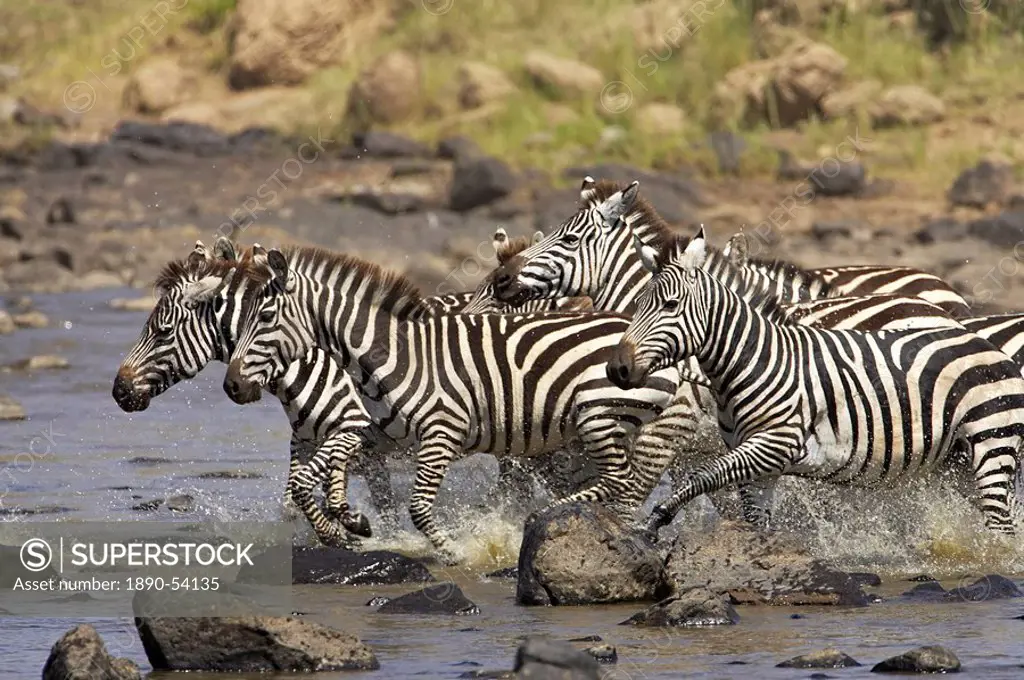 Common zebra or Burchell´s zebra Equus burchelli crossing the Mara River, Masai Mara National Reserve, Kenya, East Africa, Africa