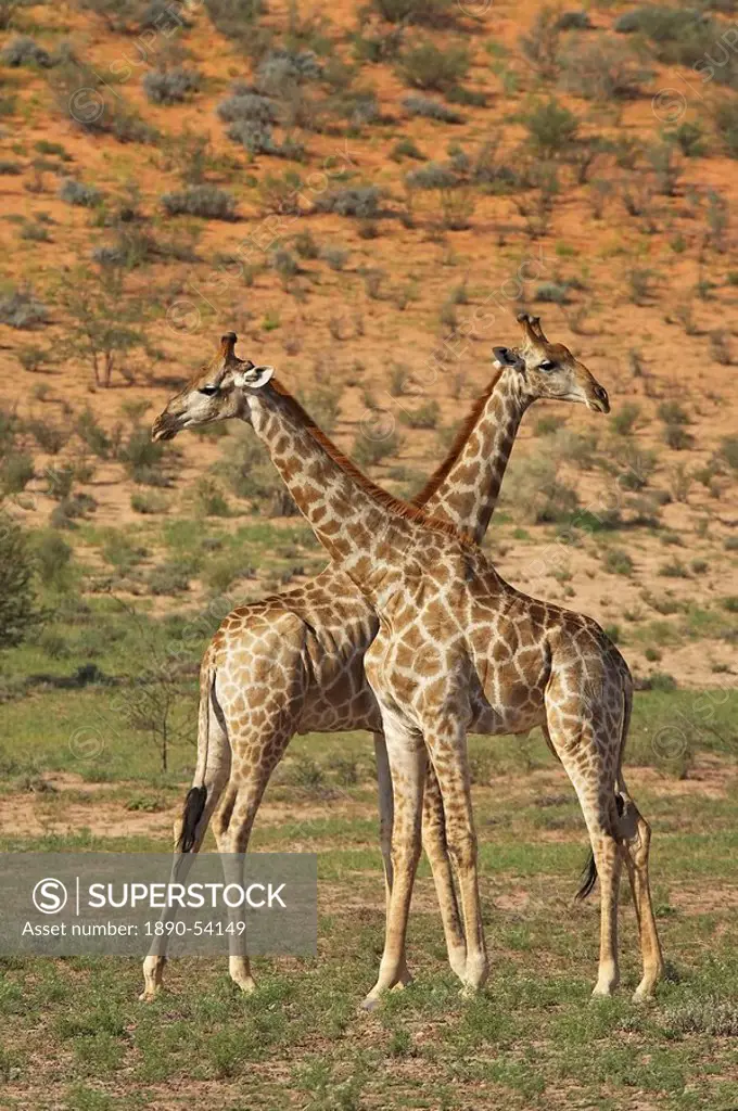 Two male Cape giraffe Giraffa camelopardalis giraffa fighting, Kgalagadi Transfrontier Park, encompassing the former Kalahari Gemsbok National Park, N...