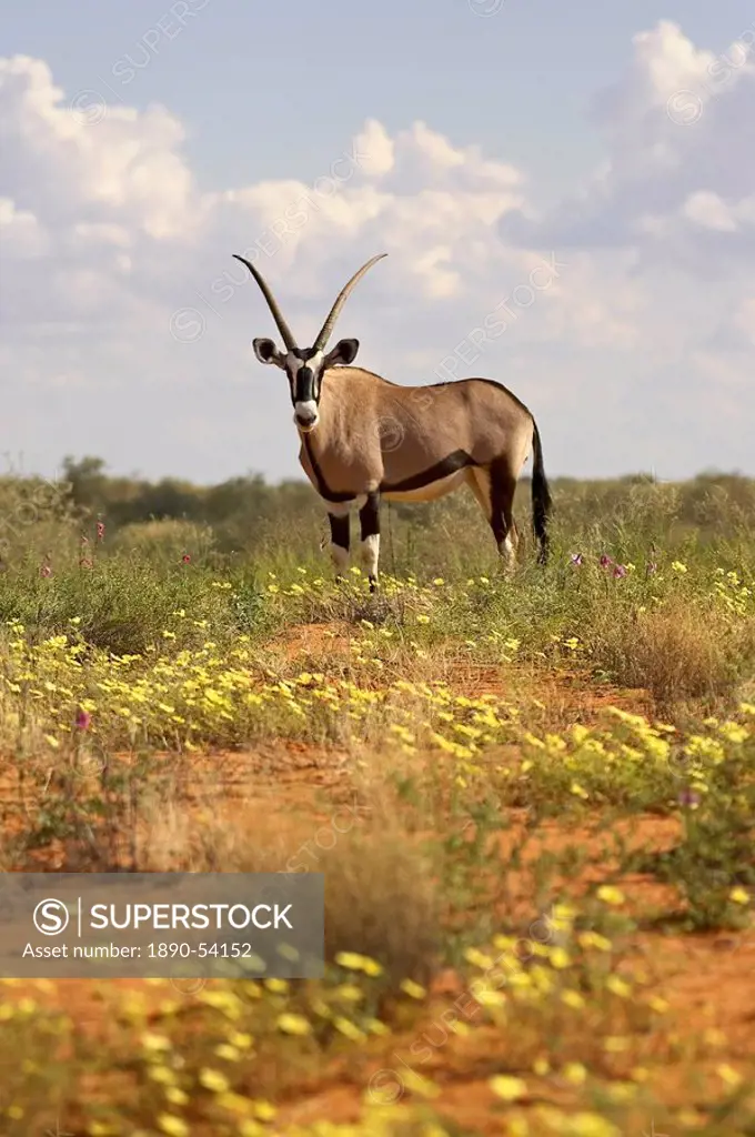 Gemsbok South African oryx Oryx gazella standing among yellow wildflowers, Kgalagadi Transfrontier Park, encompassing the former Kalahari Gemsbok Nati...