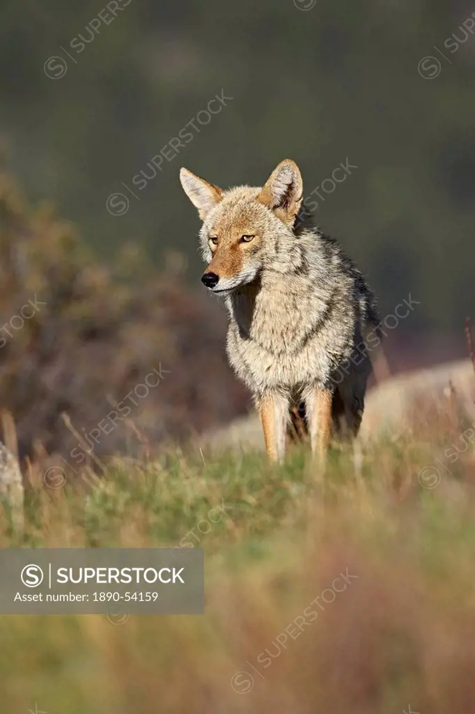 Coyote Canis latrans, Rocky Mountain National Park, Colorado, United States of America, North America