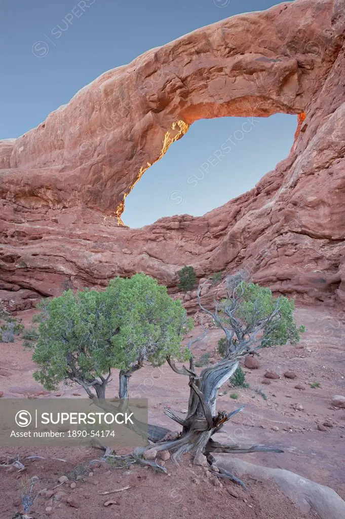 South Window with a juniper, Zion National Park, Utah, United States of America, North America