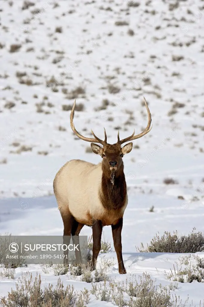 Bull elk Cervus canadensis in snow, Yellowstone National Park, Wyoming, United States of America, North America