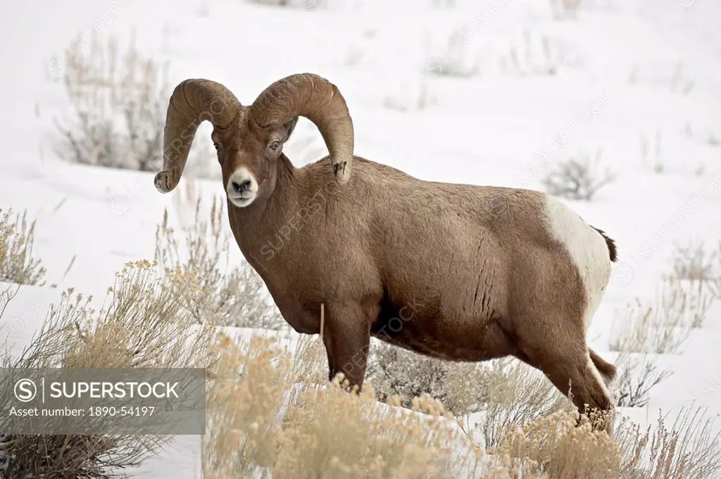 Bighorn sheep Ovis canadensis ram in the snow, Yellowstone National Park, Wyoming, United States of America, North America
