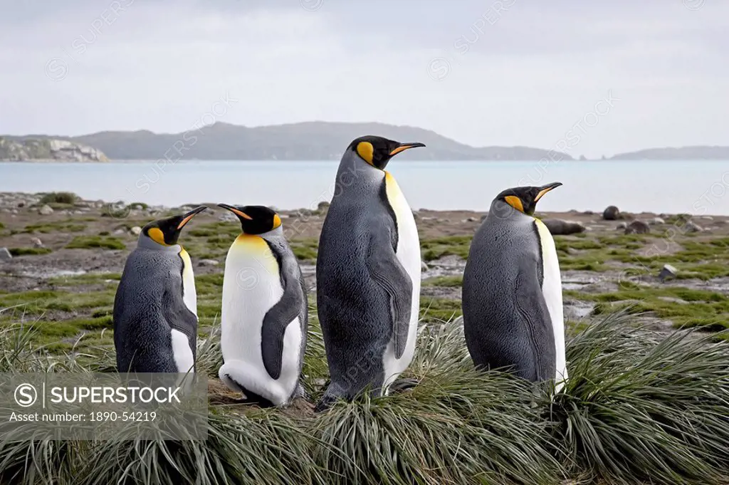 Four king penguins Aptenodytes patagonica on tussock_grass nests, Salisbury Plain, South Georgia, Polar Regions
