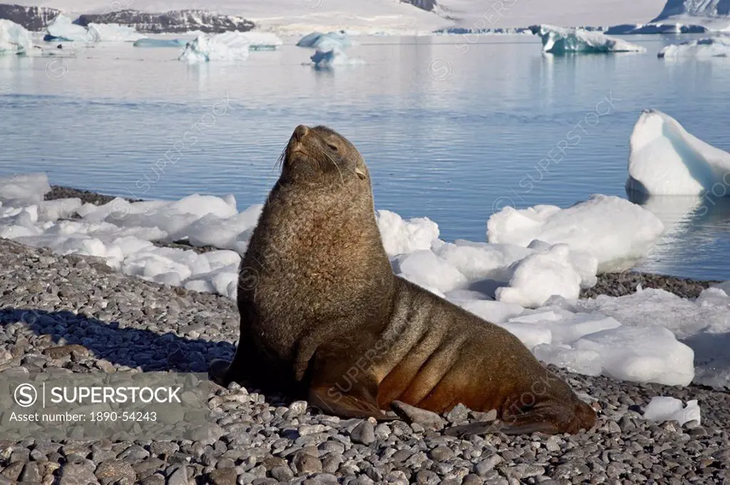 Antarctic fur seal Arctocephalus gazella on the beach, Paulete Island, Antarctic Peninsula, Antarctica, Polar Regions