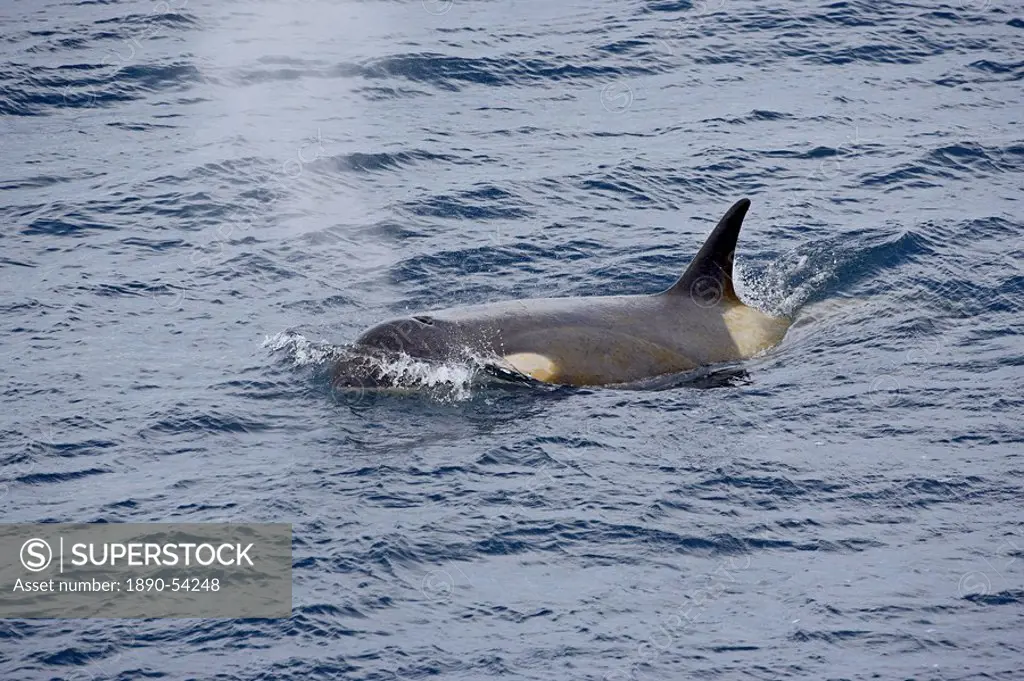 Orca or killer whale Orcinus orca surfacing, Antarctic Peninsula, Antarctica, Polar Regions