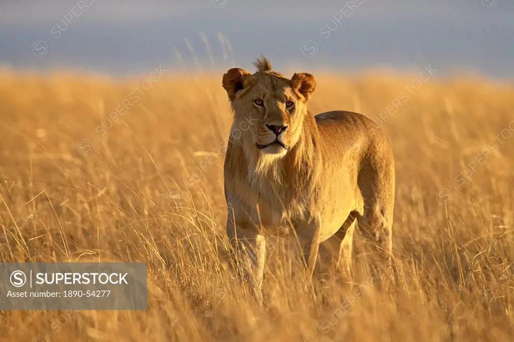 Young male lion Panthera leo, early morning, Masai Mara National Reserve, Kenya, East Africa, Africa
