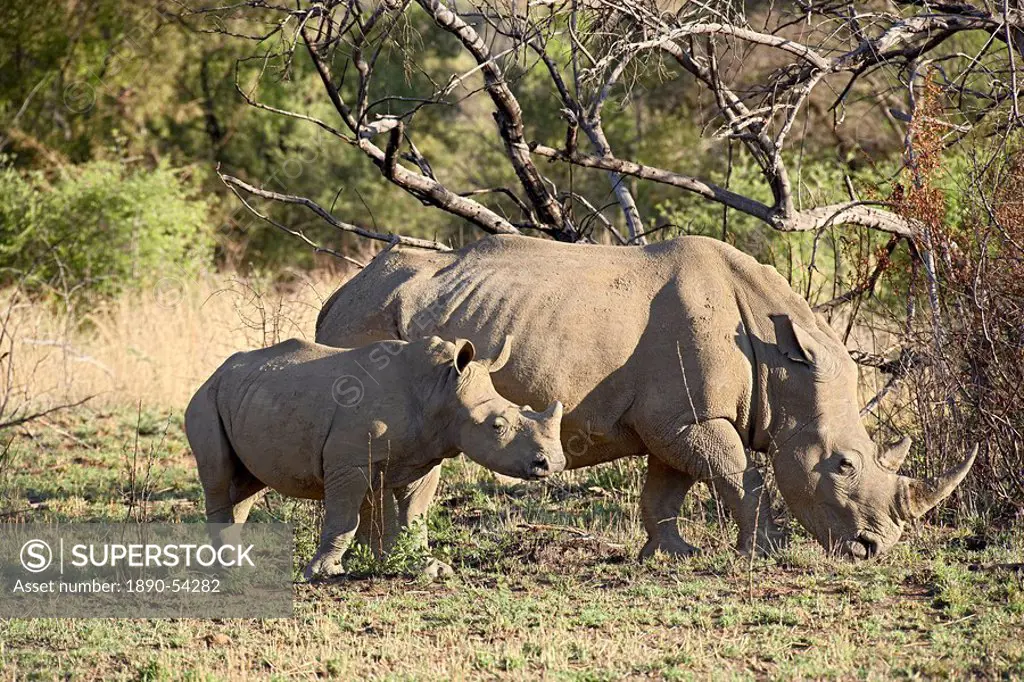 White rhinoceros Ceratotherium simum mother and calf, Pilanesberg National Park, South Africa, Africa