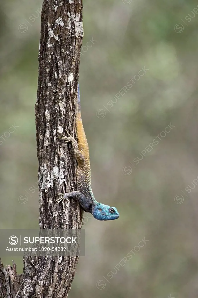 Southern Tree Agama Acanthocerus atricollis, Imfolozi Game Reserve, South Africa, Africa