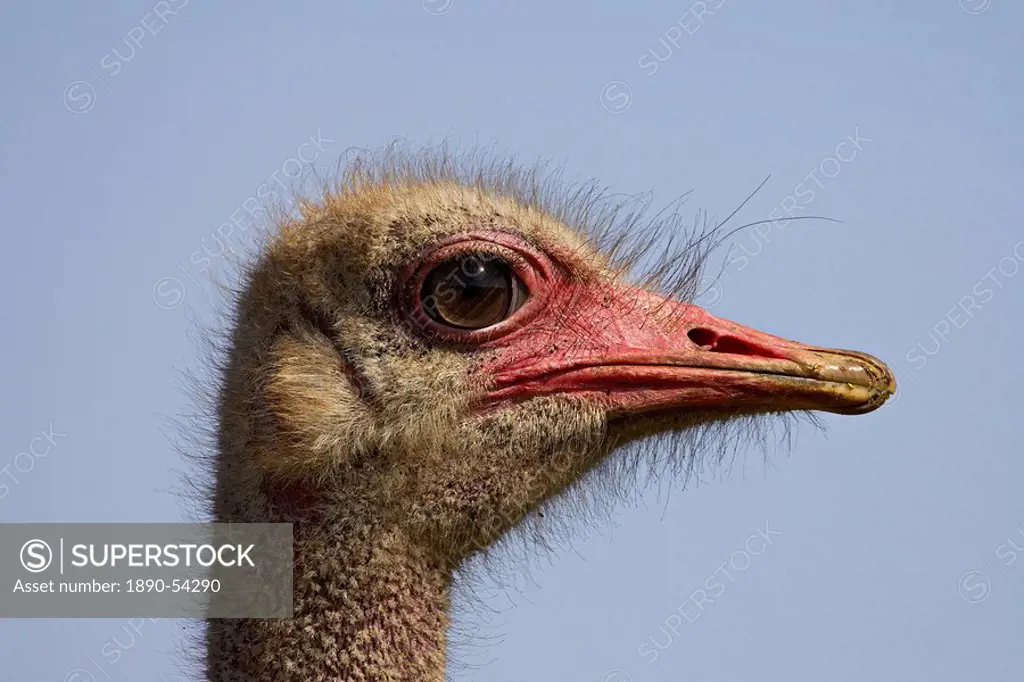 Common ostrich Struthio camelus, Addo Elephant National Park, South Africa, Africa