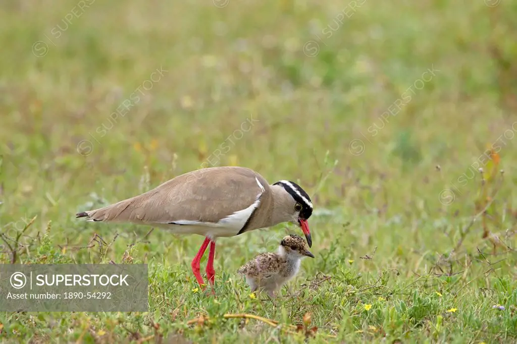 Crowned plover or crowned lapwing Vanellus coronatus adult teaching chick to hunt, Addo Elephant National Park, South Africa, Africa