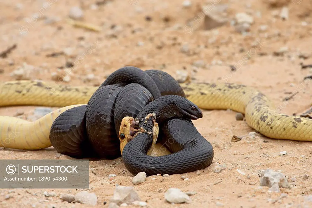 Cape cobra Naja nivea and mole snake Pseudaspis cana fighting, Kgalagadi Transfrontier Park, encompassing the former Kalahari Gemsbok National Park, S...