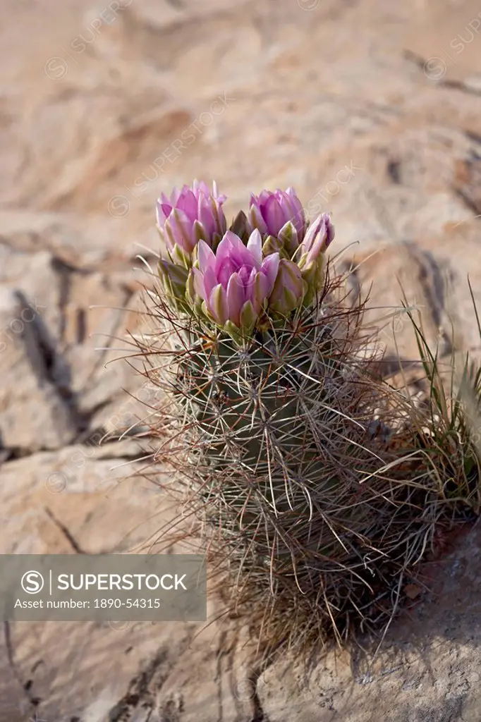 Whipple cactus, Utah, United States of America, North America