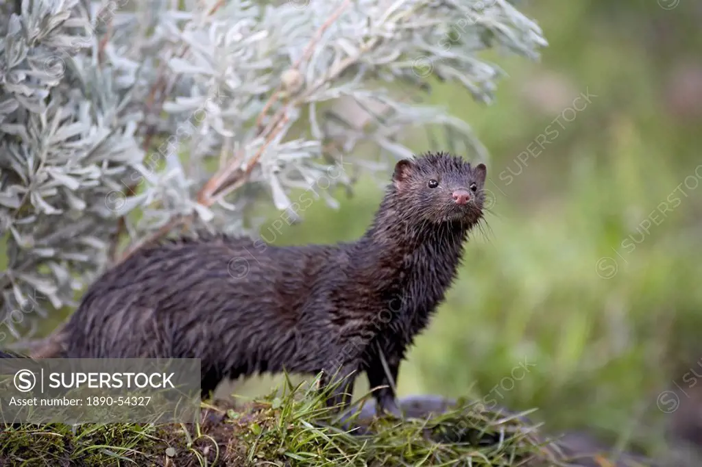 Mink Mustela vison mother and babies, in captivity, Animals of Montana, Bozeman, Montana, United States of America, North America