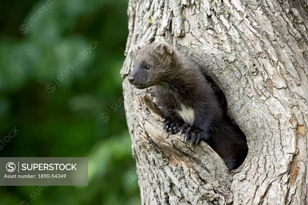Captive baby fisher Martes pennanti in a tree, Sandstone, Minnesota, United States of America, North America
