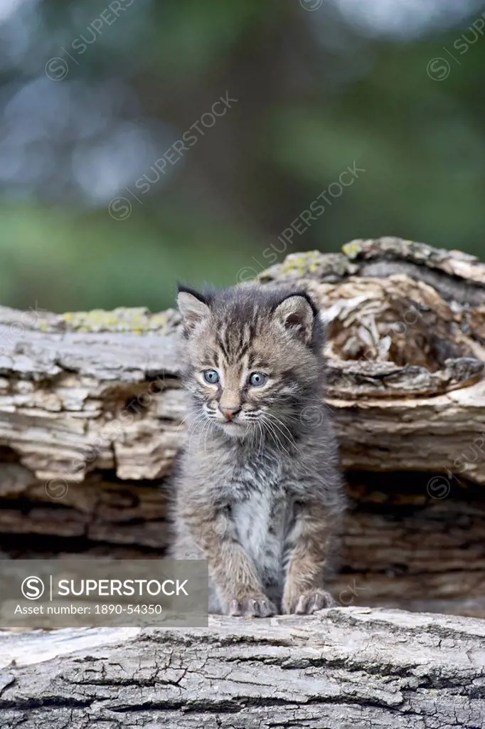 Siberian lynx Eurasian lynx Lynx lynx kitten, Sandstone, Minnesota, United States of America, North America
