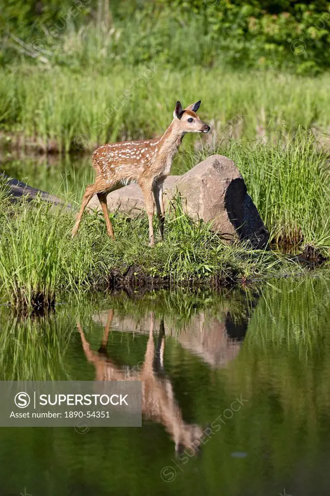 Whitetail deer Odocoileus virginianus fawn with reflection, in captivity, Sandstone, Minnesota, United States of America, North America