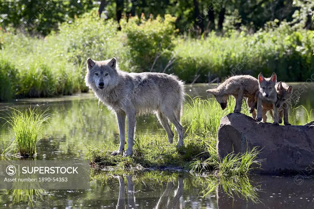 Gray wolf Canis lupus in captivity, Sandstone, Minnesota, United States of America, North America