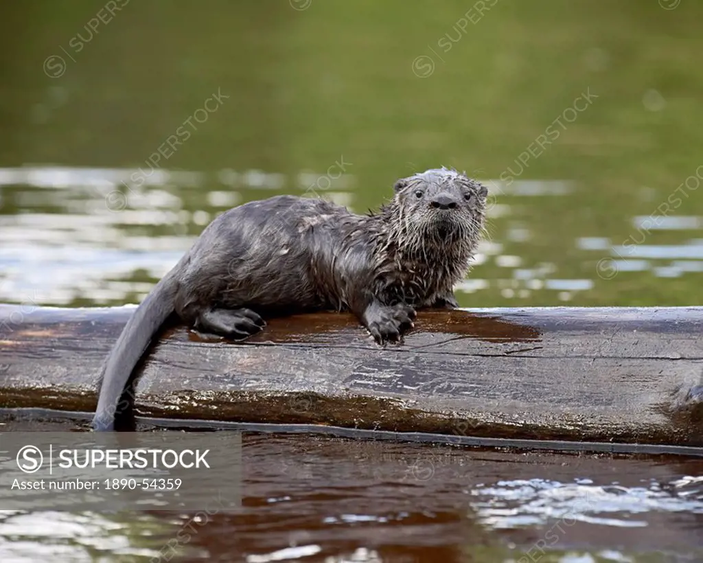 Captive baby river otter Lutra canadensis, Sandstone, Minnesota, United States of America, North America