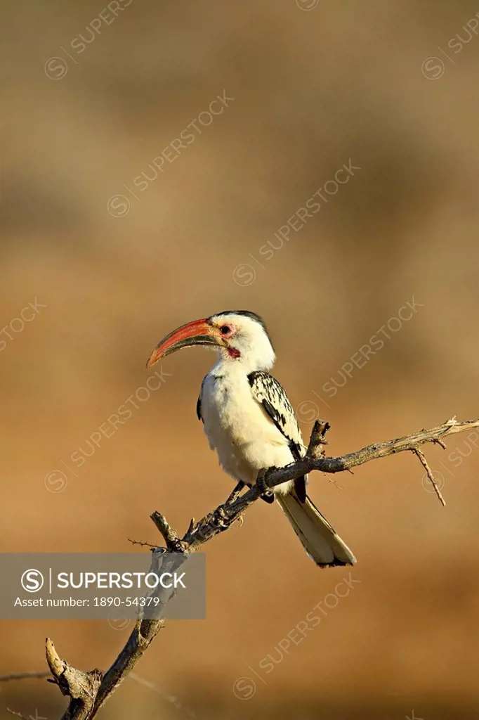 Red_billed hornbill Tockus erythrorhynchus, Samburu National Reserve, Kenya, East Africa, Africa