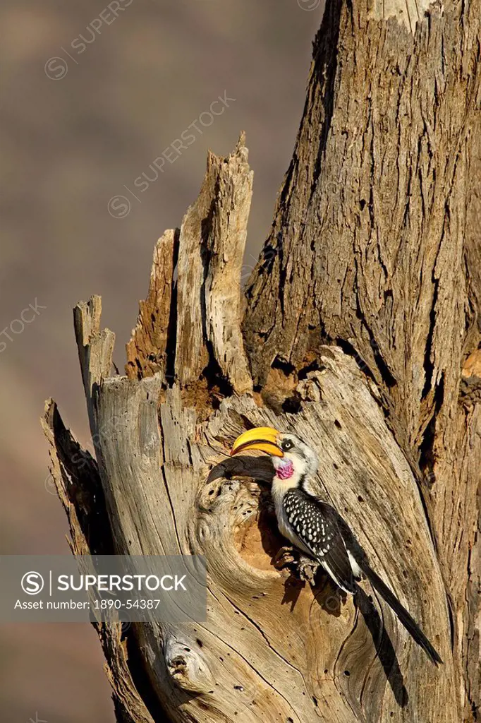 Eastern yellow_billed hornbill Tockus flavirostris at its nest, Samburu National Reserve, Kenya, East Africa, Africa