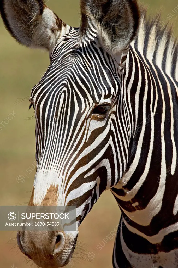 Grevy´s zebra Equus grevyi, Samburu National Reserve, Kenya, East Africa, Africa