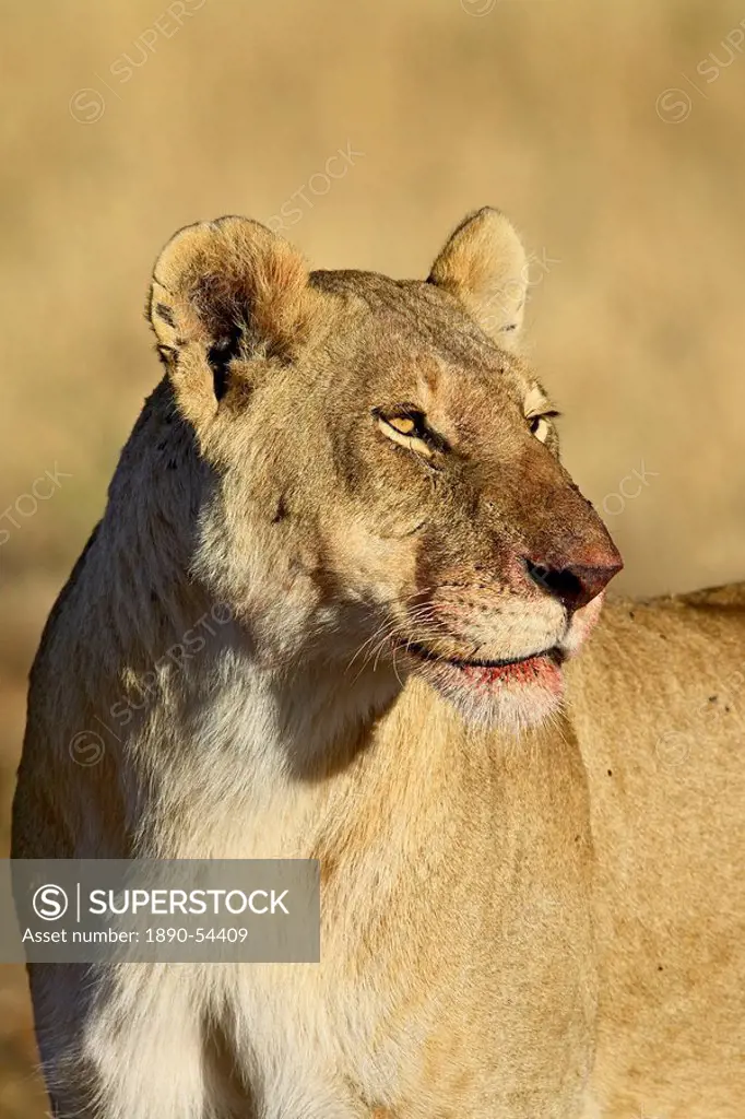 Lioness Panthera leo with blood_covered mouth from a wildebeest kill, Masai Mara National Reserve, Kenya, East Africa, Africa