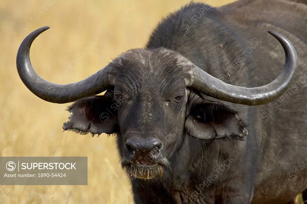 Cape buffalo African buffalo Syncerus caffer, Masai Mara National Reserve, Kenya, East Africa, Africa
