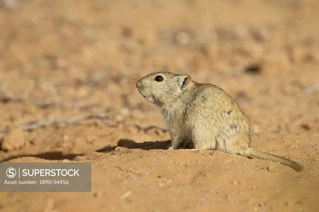 Brant´s whistling rat Parotomys brantsii, Kgalagadi Transfrontier Park, encompassing the former Kalahari Gemsbok National Park, South Africa, Africa