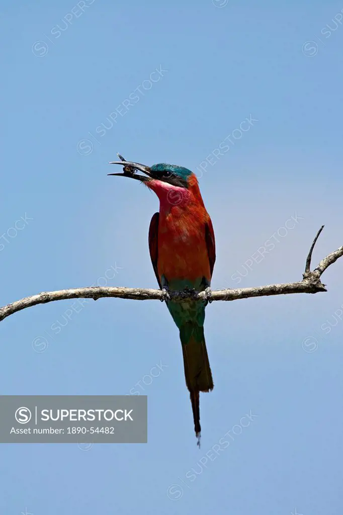 Southern carmine bee_eater Merops nubicoides with an insect, Kruger National Park, South Africa, Africa